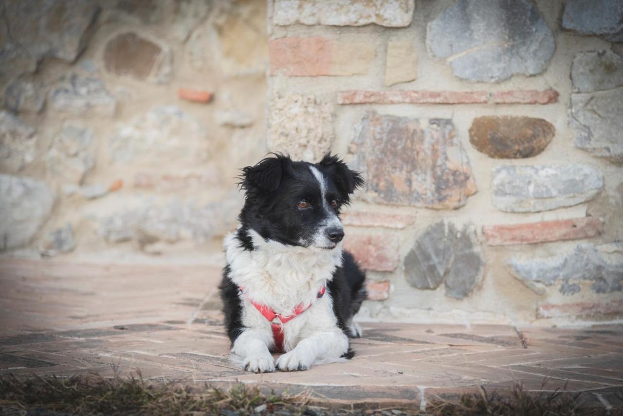 Agriturismo La Paciarella Villa Campiglia dʼOrcia Dış mekan fotoğraf